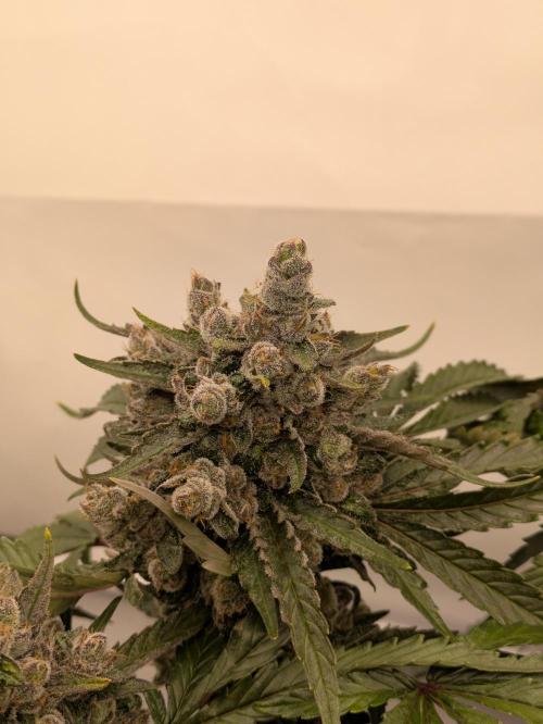 The Tropical Ice Cream One - F026. Week 16
