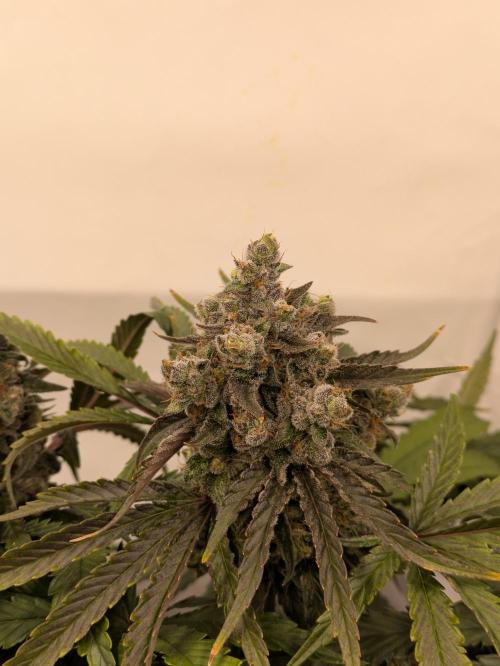 The Tropical Ice Cream One - F026. Week 16