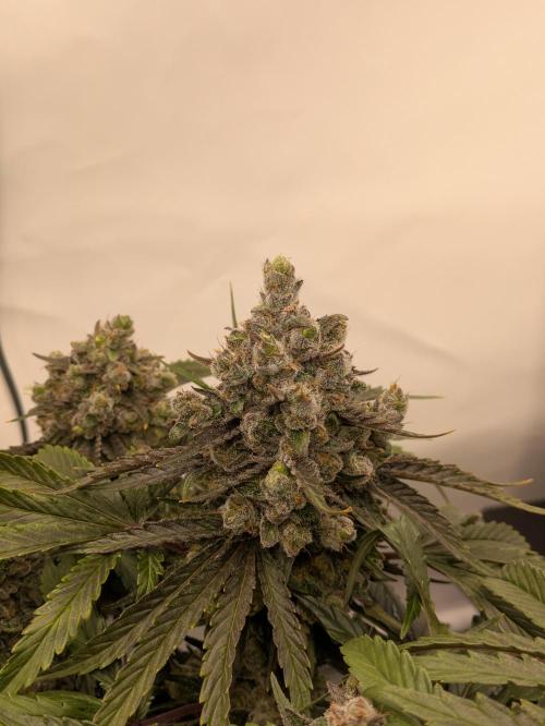 The Tropical Ice Cream One - F026. Week 16