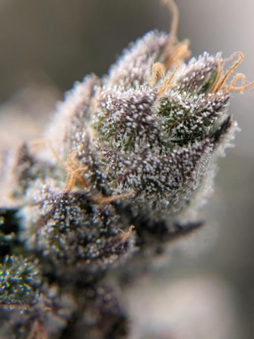 The Tropical Ice Cream One - F026. Week 16