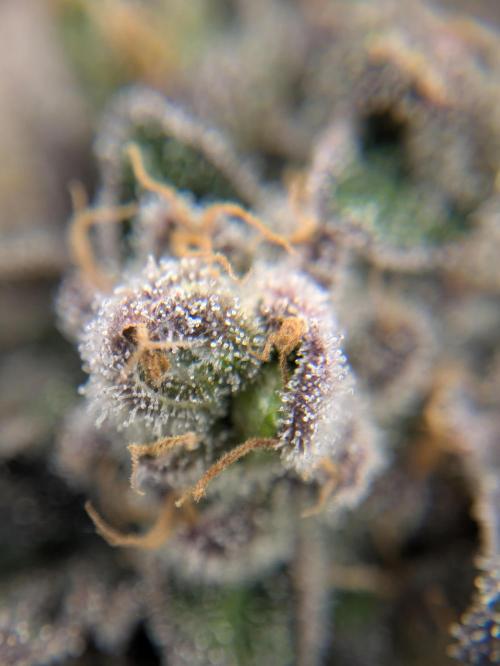 The Tropical Ice Cream One - F026. Week 16
