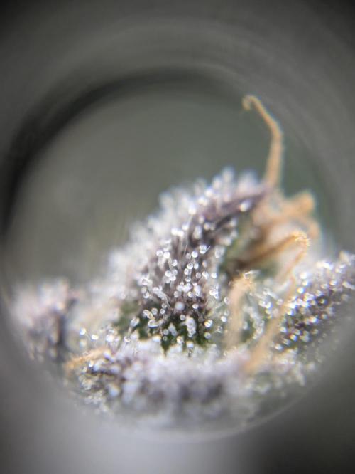The Tropical Ice Cream One - F026. Week 16