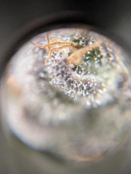The Tropical Ice Cream One - F026. Week 16