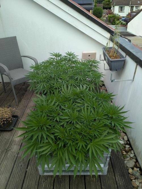 Roof terrace 2026. Week 10
