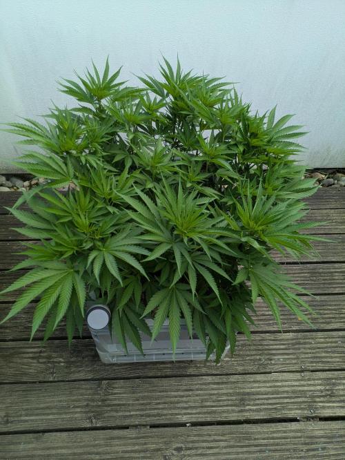 Roof terrace 2026. Week 10