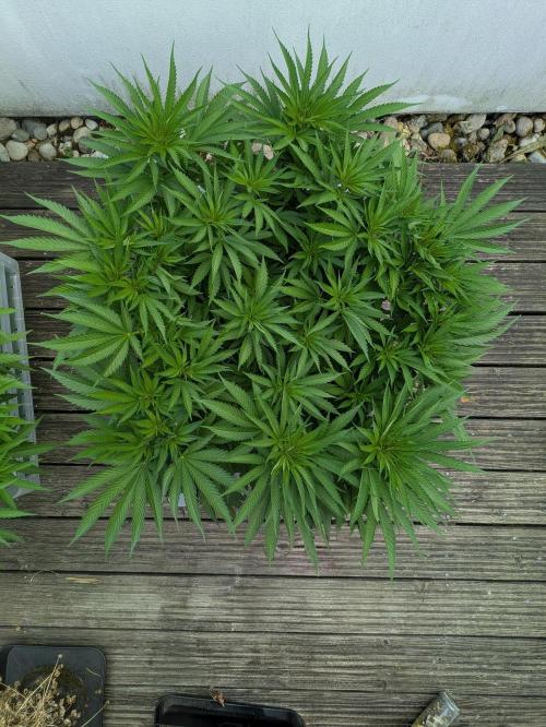 Roof terrace 2026. Week 10