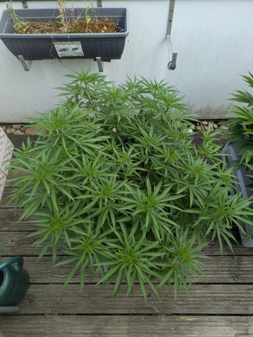 Roof terrace 2026. Week 10