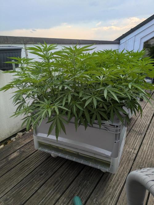 Roof terrace 2026. Week 10