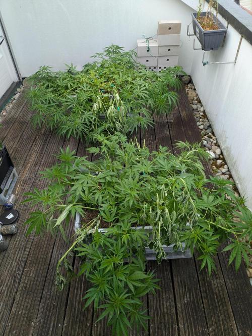 Roof terrace 2026. Week 11