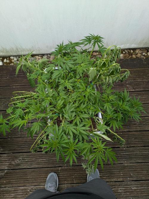 Roof terrace 2026. Week 11 - Shaman