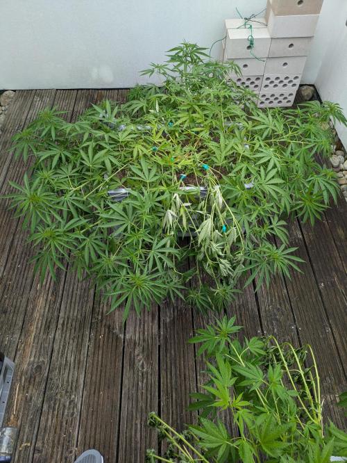 Roof terrace 2026. Week 11 - Sugar Black Rose 