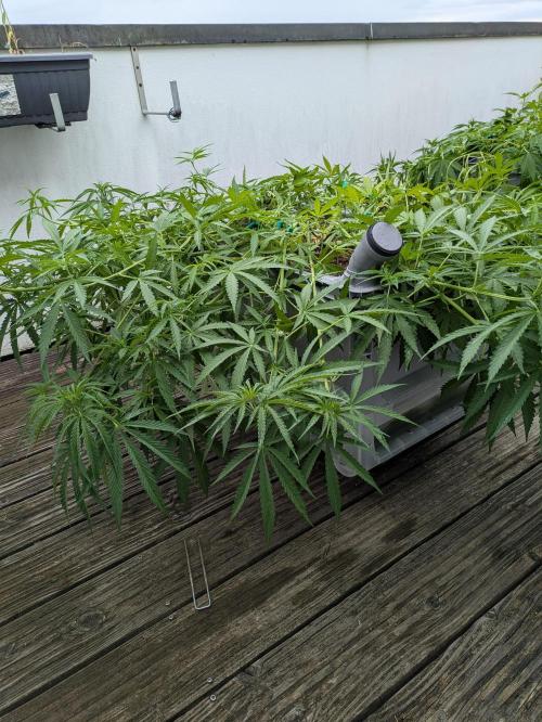 Roof terrace 2026. Week 11