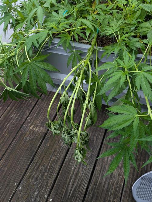 Roof terrace 2026. Week 11