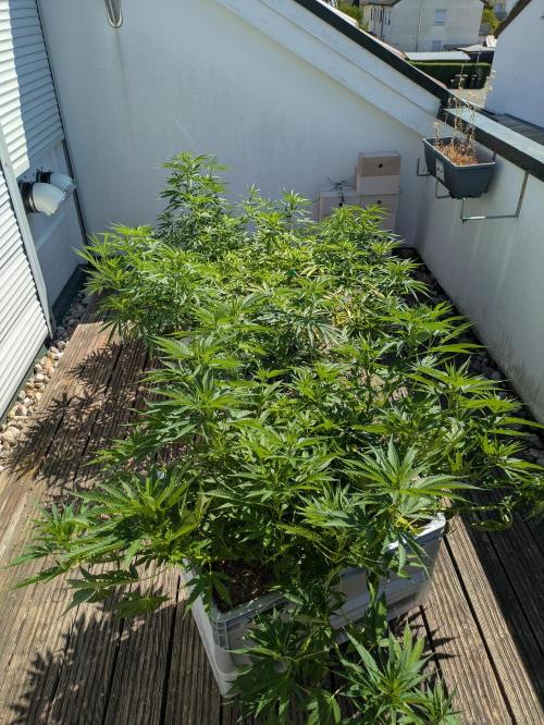 Roof terrace 2026. Week 12