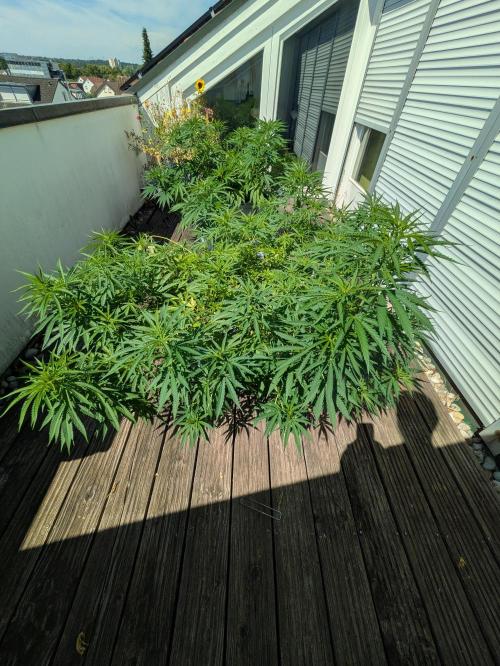 Roof terrace 2026. Week 12