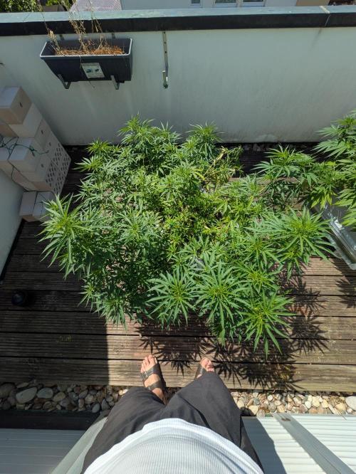 Roof terrace 2026. Week 12