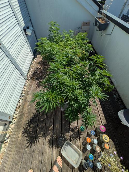 Roof terrace 2026. Week 12