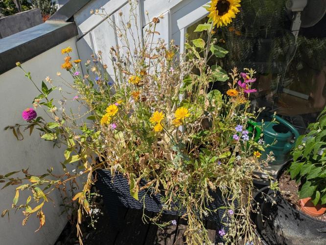 Roof terrace 2026. Week 12