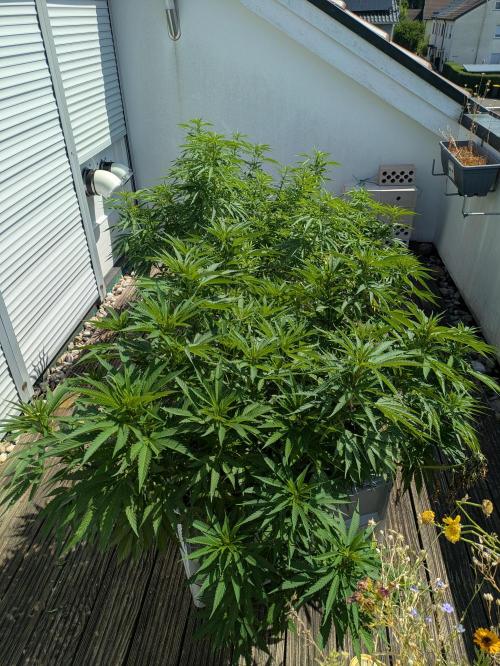 Roof terrace 2026. Week 13