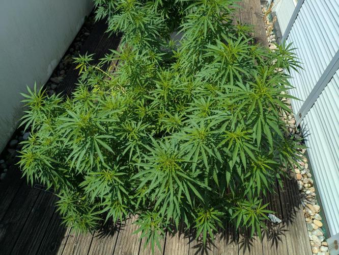 Roof terrace 2026. Week 13