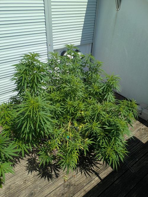 Roof terrace 2026. Week 13