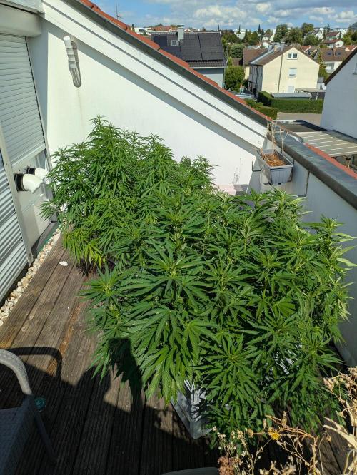 Roof terrace 2026. Week 14