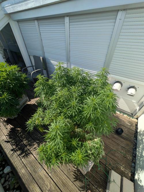 Roof terrace 2026. Week 14