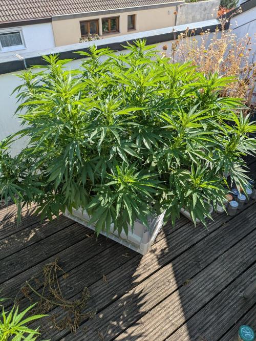 Roof terrace 2026. Week 14
