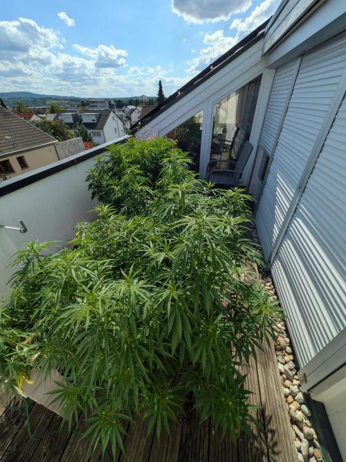 Roof terrace 2026. Week 14