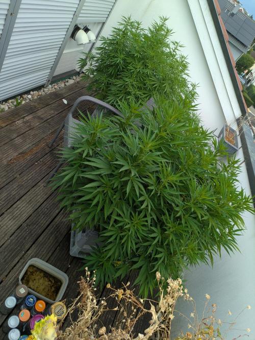 Roof terrace 2026. Week 15