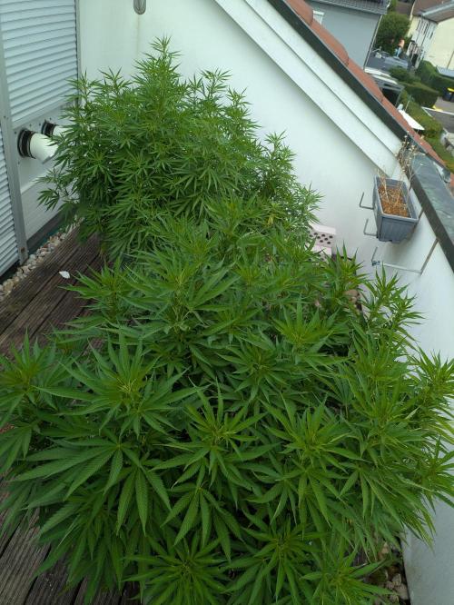 Roof terrace 2026. Week 15