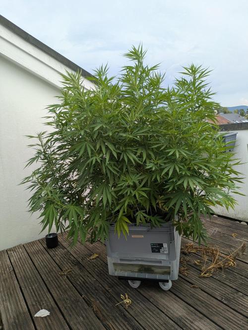 Roof terrace 2026. Week 15