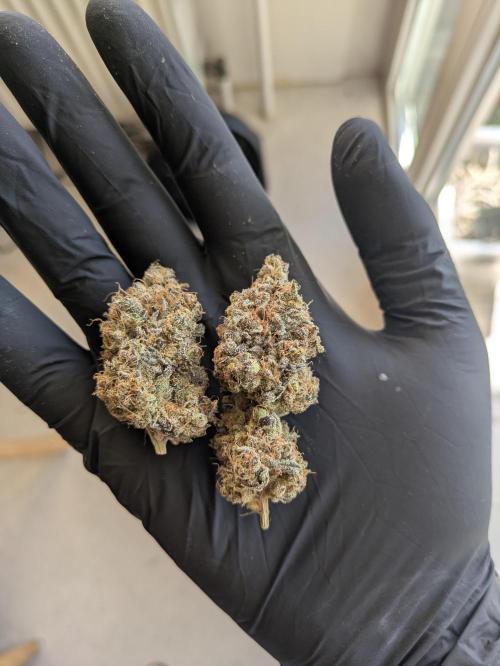 Indoor Photoperiod Run #6 (2025/2026). Week 18 - Nice medium sized dense buds