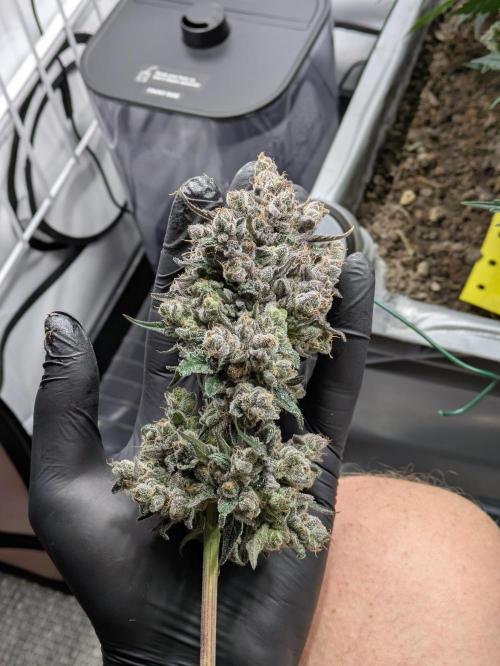 The Tropical Ice Cream One - F026. Week 17 - Right after harvest