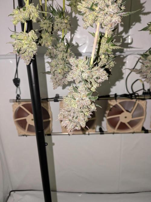 The Tropical Ice Cream One - F026. Week 17