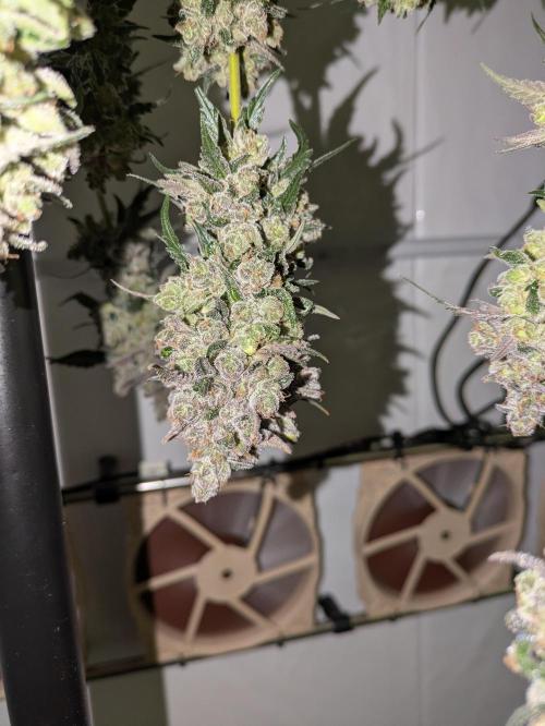 The Tropical Ice Cream One - F026. Week 17