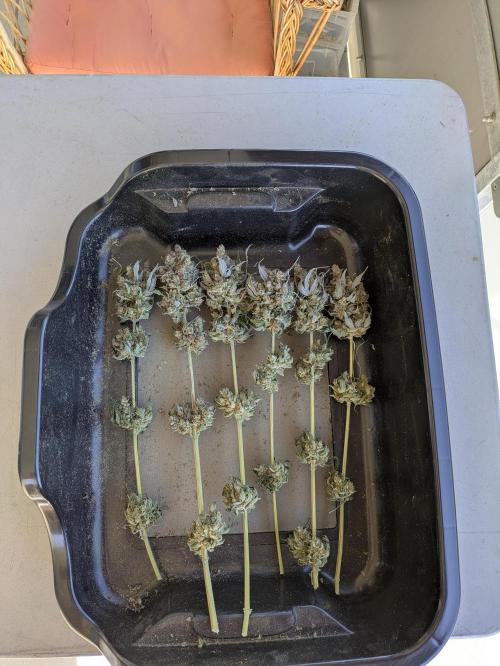 The Tropical Ice Cream One - F026. Week 17