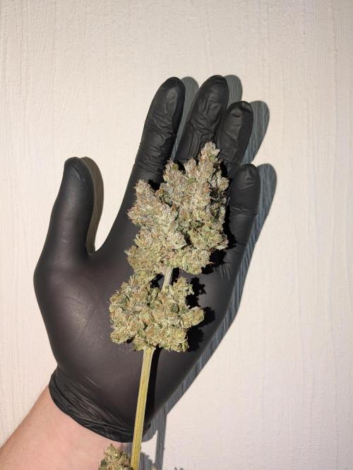 The Tropical Ice Cream One - F026. Week 17 - after 4 weeks cure