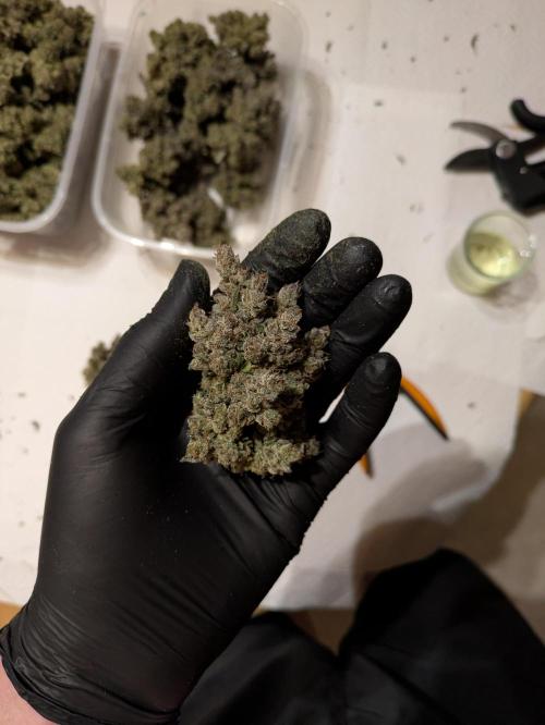 The Tropical Ice Cream One - F026. Week 17