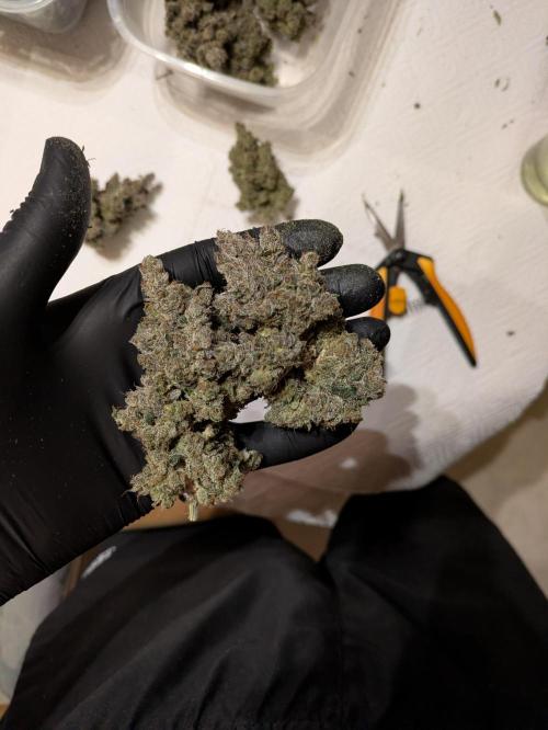 The Tropical Ice Cream One - F026. Week 17