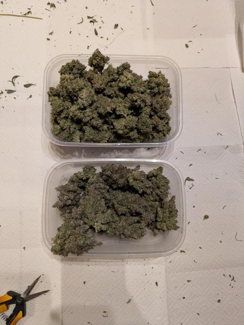 The Tropical Ice Cream One - F026. Week 17 - large and medium-sized buds