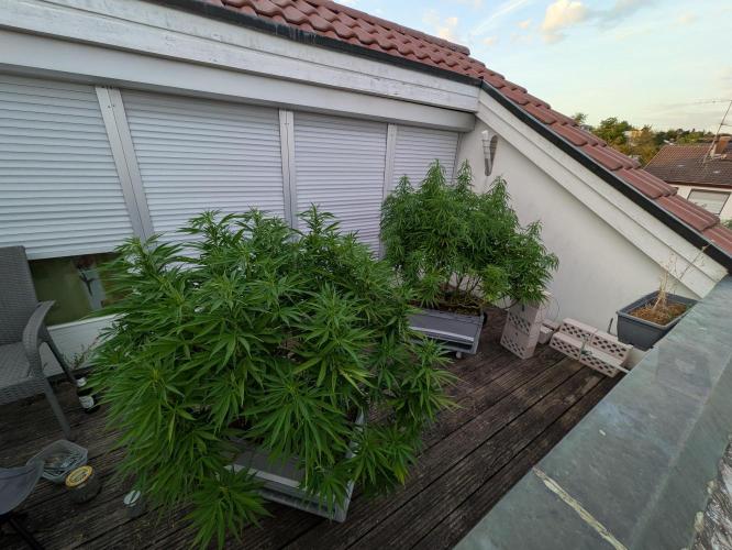 Roof terrace 2026. Week 16
