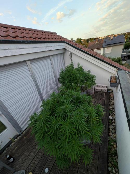 Roof terrace 2026. Week 16