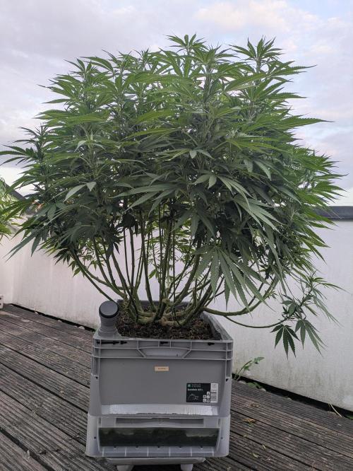 Roof terrace 2026. Week 16