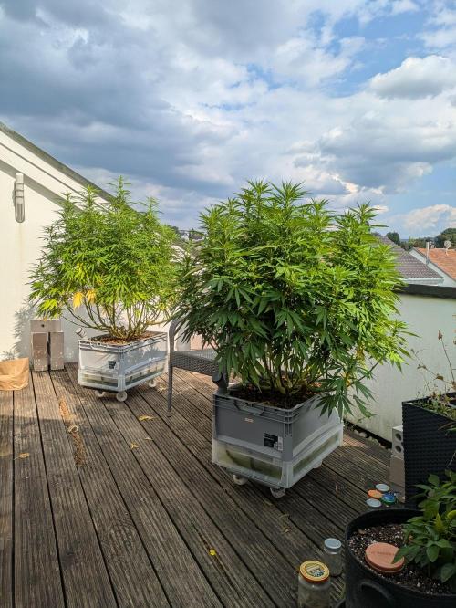 Roof terrace 2026. Week 17