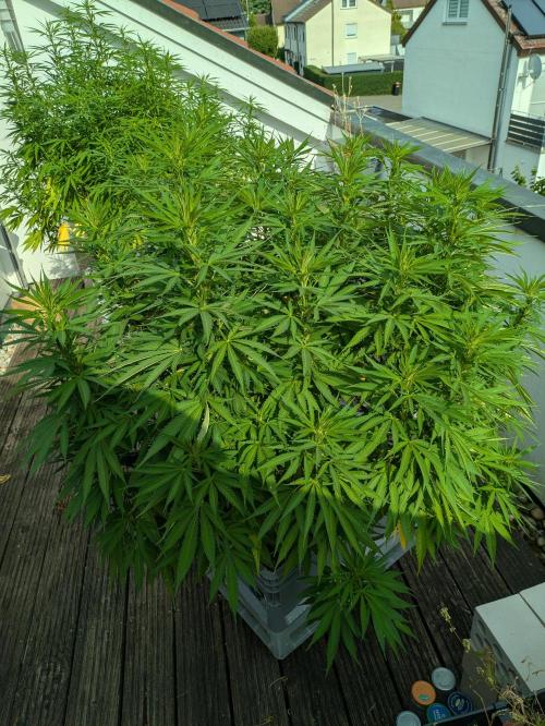 Roof terrace 2026. Week 17