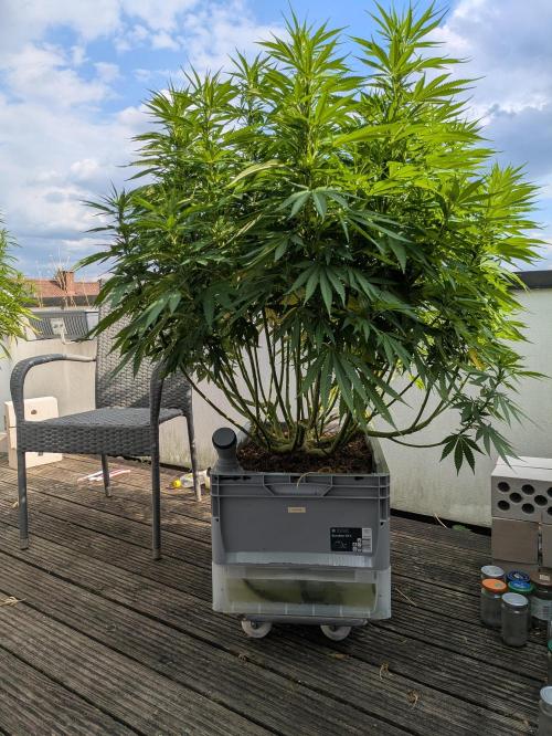 Roof terrace 2026. Week 17