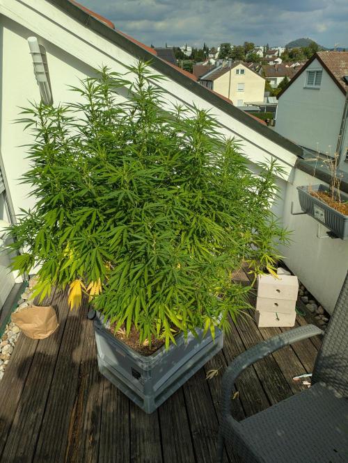 Roof terrace 2026. Week 17