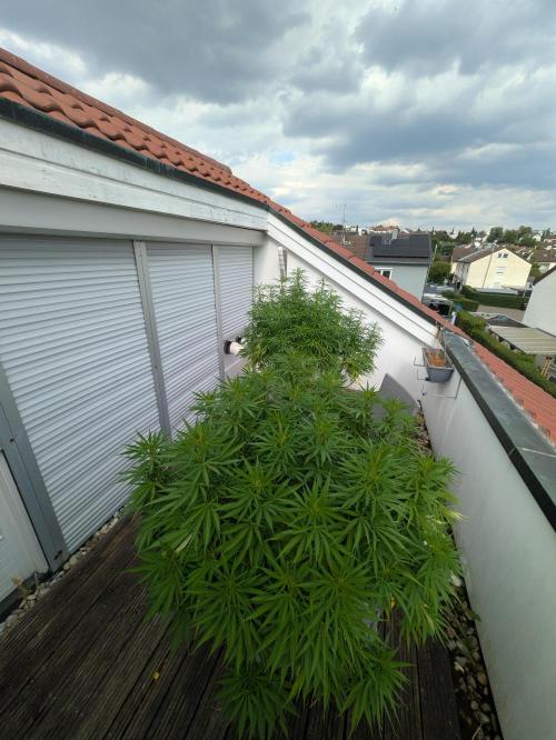 Roof terrace 2026. Week 17