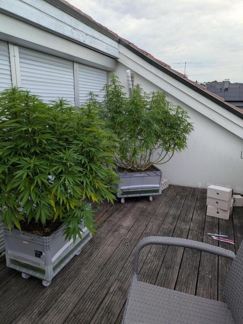 Roof terrace 2026. Week 18